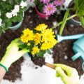 Die besten einheimischen Pflanzen für kleine Balkone und Terrassen