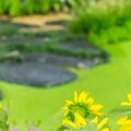 Barrierefreie Wege und Treppen im Hanggarten fachgerecht planen und umsetzen