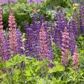 Gabionen im Garten: Stilvolle und langlebige Sichtschutzlösungen für verschiedene Gartengrößen
