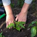 Pflanzenschutz auf natürliche Weise: Ressourcen sparen durch biologische Alternativen