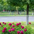 Bedeutung eines insektenfreundlichen Gartens für die Artenvielfalt und Umwelt
