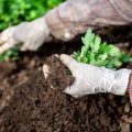 Selbstgemachte Bewässerungslösungen für Ihren Balkongarten: Schritt-für-Schritt-Anleitungen