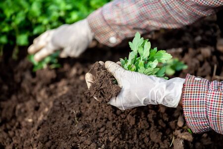 Selbstgemachte Bewässerungslösungen für Ihren Balkongarten: Schritt-für-Schritt-Anleitungen