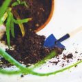 Sommerliche Gartenpflege: Bewässerung, Düngung und Schädlingskontrolle für gesunde Pflanzen