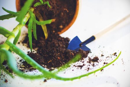 Sommerliche Gartenpflege: Bewässerung, Düngung und Schädlingskontrolle für gesunde Pflanzen