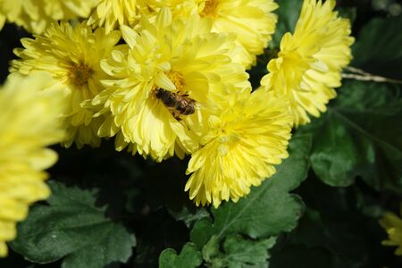 Welche Materialien eignen sich für ein nachhaltiges Bienenhotel?
