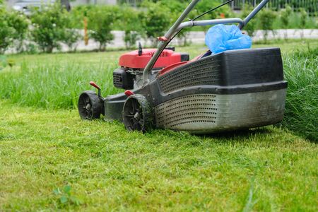 Die richtige Mulchstärke: Erfahrungswerte aus deutschen Gärten