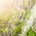 Wassertanks im Garten integrieren: Auswahl, Aufstellung und Anschluss
