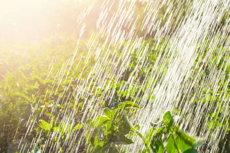 Wassertanks im Garten integrieren: Auswahl, Aufstellung und Anschluss