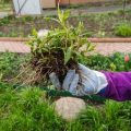 Vom Samen bis zur Ernte: Mit Kindern Gemüse und Kräuter im Garten anbauen