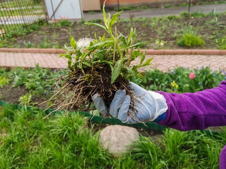 Vom Samen bis zur Ernte: Mit Kindern Gemüse und Kräuter im Garten anbauen