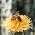 Beerensträucher und Obstbäume: Pflege, Schnitt und Pflanzung im Frühling