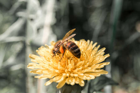 Beerensträucher und Obstbäume: Pflege, Schnitt und Pflanzung im Frühling