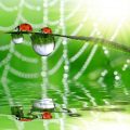 Vergleich verschiedener Gewächshausmaterialien: Vor- und Nachteile von Glas, Polycarbonat und Folie im deutschen Klima