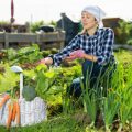Die besten Möglichkeiten für Sichtschutz im deutschen Garten: Natürliche und künstliche Optionen im Vergleich