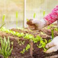 Warum ist Gemüseanbau mit Kindern im Garten wichtig? – Pädagogische und gesundheitliche Vorteile