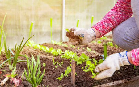 Warum ist Gemüseanbau mit Kindern im Garten wichtig? – Pädagogische und gesundheitliche Vorteile