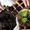 Tröpfchenbewässerung: Vorteile, Installation und Pflege für Hobby- und Profigärtner