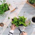 Die Organisation eines Gartenfestes: Planung, Dekoration und Umsetzung