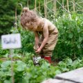 Gartenarbeit als Generationenprojekt: Wo Großeltern, Eltern und Kinder gemeinsam gärtnern