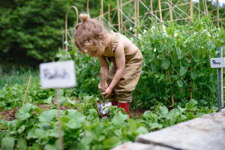 Gartenarbeit als Generationenprojekt: Wo Großeltern, Eltern und Kinder gemeinsam gärtnern