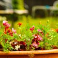 Start in die Saison: Frühjahrsarbeiten im Obst- und Gemüsegarten