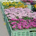 Heimische vs. exotische Balkonblumen: Was eignet sich für das deutsche Klima?