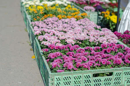 Heimische vs. exotische Balkonblumen: Was eignet sich für das deutsche Klima?