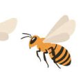 Insektenfreundliche Gärten: Wildbienen und Schmetterlingen Lebensräume bieten