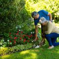 Duftende Oasen schaffen: Aromatische Zierpflanzen für Balkon und Terrasse