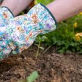 Lebende Zäune: Vorteile, Pflanzenempfehlungen und Pflege im mitteleuropäischen Klima