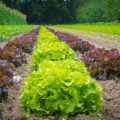 Wissenschaft im Garten: Spannende Experimente für kleine Entdecker