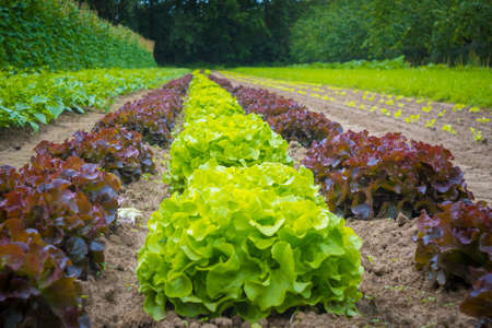 Wissenschaft im Garten: Spannende Experimente für kleine Entdecker