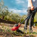 Sommerlicher Pflanzenschutz: Natürliche und biologische Maßnahmen gegen Schädlinge und Krankheiten