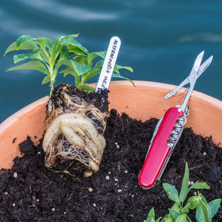 Vergleich: Handwerkzeuge vs. motorbetriebene Gartengeräte