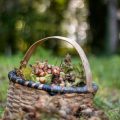 Schritt-für-Schritt-Anleitung: So legen Sie eine artenreiche Bienenweide im heimischen Garten an
