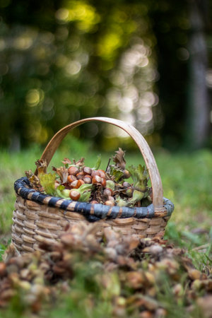 Schritt-für-Schritt-Anleitung: So legen Sie eine artenreiche Bienenweide im heimischen Garten an