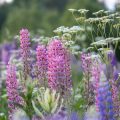 Hecken aus Wildpflanzen: Natürliche Lebensräume für Tiere und Vielfalt für den Garten