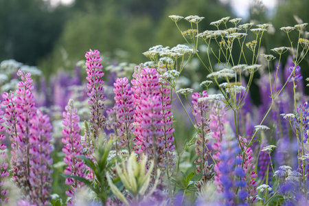 Hecken aus Wildpflanzen: Natürliche Lebensräume für Tiere und Vielfalt für den Garten