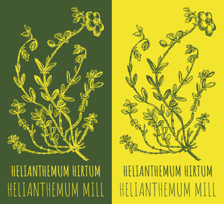 Bienenfreundliche Stauden: Was macht sie attraktiv für Bienen?