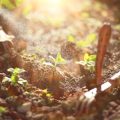 Biodiversität spielerisch entdecken: Artenvielfalt im pädagogischen Gartenprojekt vermitteln