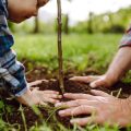 Der Schrebergarten als kulturelles Phänomen: Geschichte, Bedeutung und Zukunft