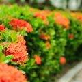 Pflanzenauswahl für den Ziergarten: Farbkonzepte, Blühaspekte und Strukturpflanzen