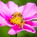 Bienenschmaus auf dem Balkon: Blühpflanzen für Insektenfreundlichkeit rund ums Jahr
