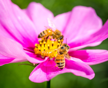 Bienenschmaus auf dem Balkon: Blühpflanzen für Insektenfreundlichkeit rund ums Jahr