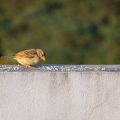 Vogelschutz im Alltag: Erde, Futter und Nistplätze nachhaltig auswählen