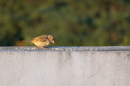 Vogelschutz im Alltag: Erde, Futter und Nistplätze nachhaltig auswählen