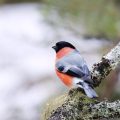 Vogelhäuser und Futterstellen richtig platzieren: Tipps für artgerechte Winterfütterung