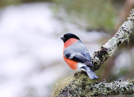 Vogelhäuser und Futterstellen richtig platzieren: Tipps für artgerechte Winterfütterung