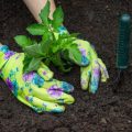 Pflegeleichte Zierpflanzen für sonnige und schattige Standorte